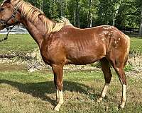 appaloosa-quarter-horse-colt