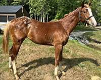 13-hand-appaloosa-colt