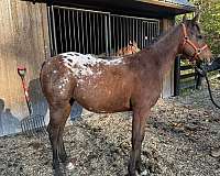 10-hand-appaloosa-filly