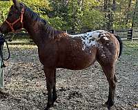 10-hand-appaloosa-horse