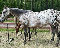 14-hand-appaloosa-horse