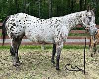 14-hand-appaloosa-broodmare