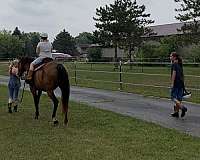 safe-family-quarter-pony