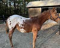 10-hand-appaloosa-horse