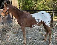 10-hand-appaloosa-colt