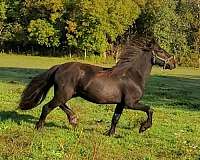 black-dales-pony-pony-gelding