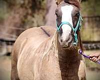 tobiano-horse