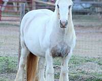 trail-riding-gypsy-vanner-horse