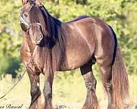 trail-gypsy-vanner-horse