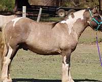 grulla-tobiano-horse