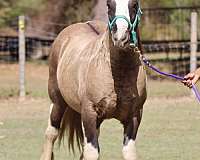 breeding-gypsy-vanner-horse