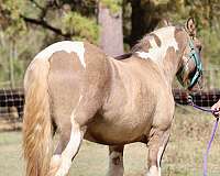 draft-gypsy-vanner-horse