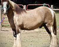 driving-gypsy-vanner-horse