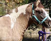 pleasure-driving-gypsy-vanner-horse