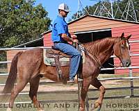 red-roan-endura-horse