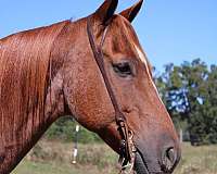 athletic-quarter-horse