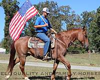 barrel-quarter-horse