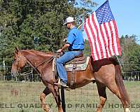 barrel-racing-quarter-horse