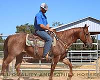 blue-eyed-quarter-horse