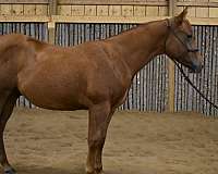 fritz-command-gelding