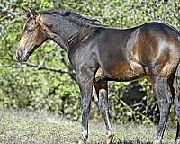 buckskin-white-performance-horse