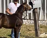 buckskin-white-ranch-horse