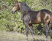 buckskin-white-reining-horse