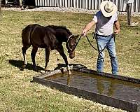 buckskin-white-aqha-colt-stallion