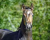 buckskin-white-colt-stallion-for-sale