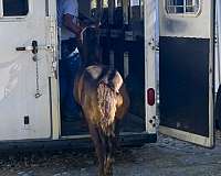 buckskin-white-colt-stallion