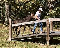 buckskin-aqha-gelding