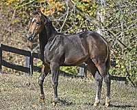 buckskin-aqha-horse