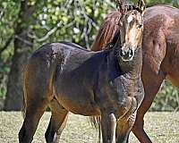 aqha-gelding