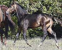 12-hand-quarter-horse