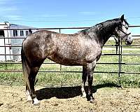 azteca-horse-for-sale