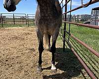 ranch-azteca-horse