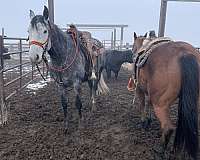 trained-azteca-horse