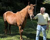 chestnut-tennessee-walking-gelding