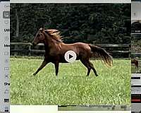 fitted-tennessee-walking-horse