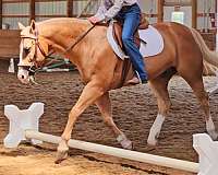 athletic-quarter-horse