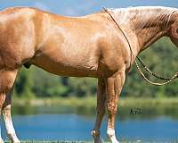 calf-roping-quarter-horse