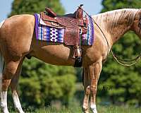 husband-safe-quarter-horse