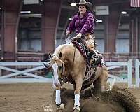 reining-quarter-horse