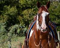 calf-roping-paint-horse