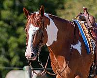 halter-paint-horse