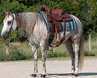 athletic-quarter-horse