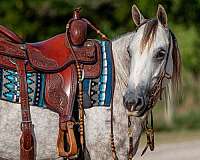 ranch-work-quarter-horse