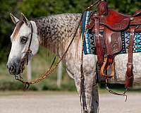 reining-quarter-horse