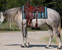 ridden-english-quarter-horse