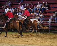 calf-roping-paint-horse